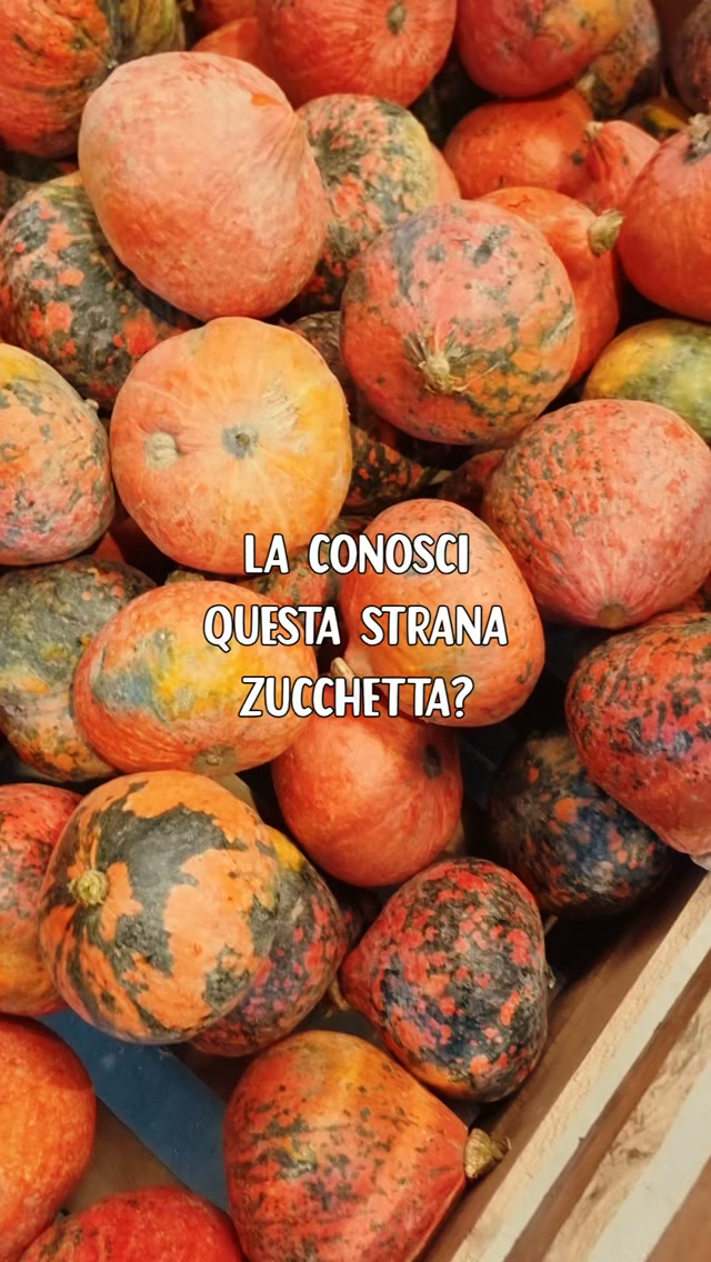 Zucca Hokkaido