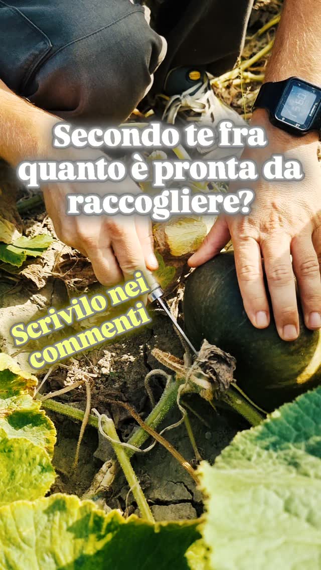 Zucca Delica aperta nel campo
