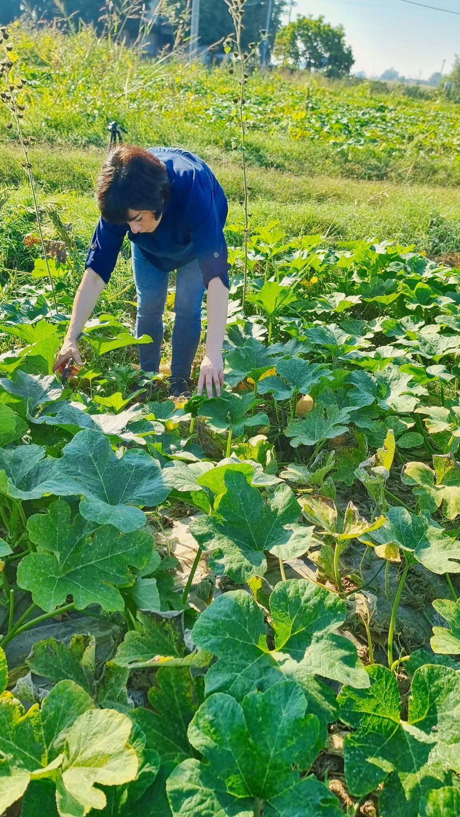 Francesca Nadalini tra le zucche nel campo