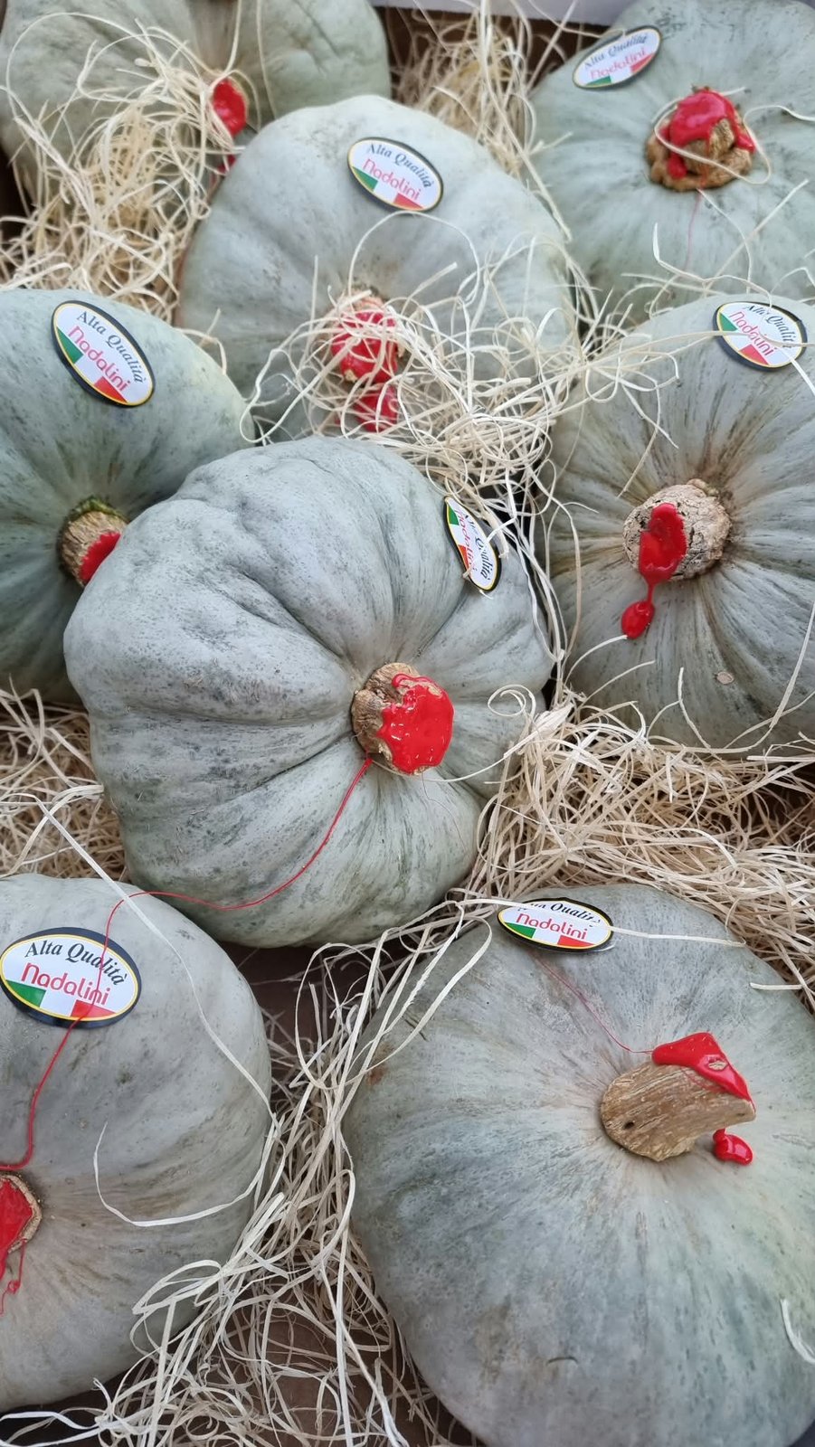 Zucca Cappello del Prete