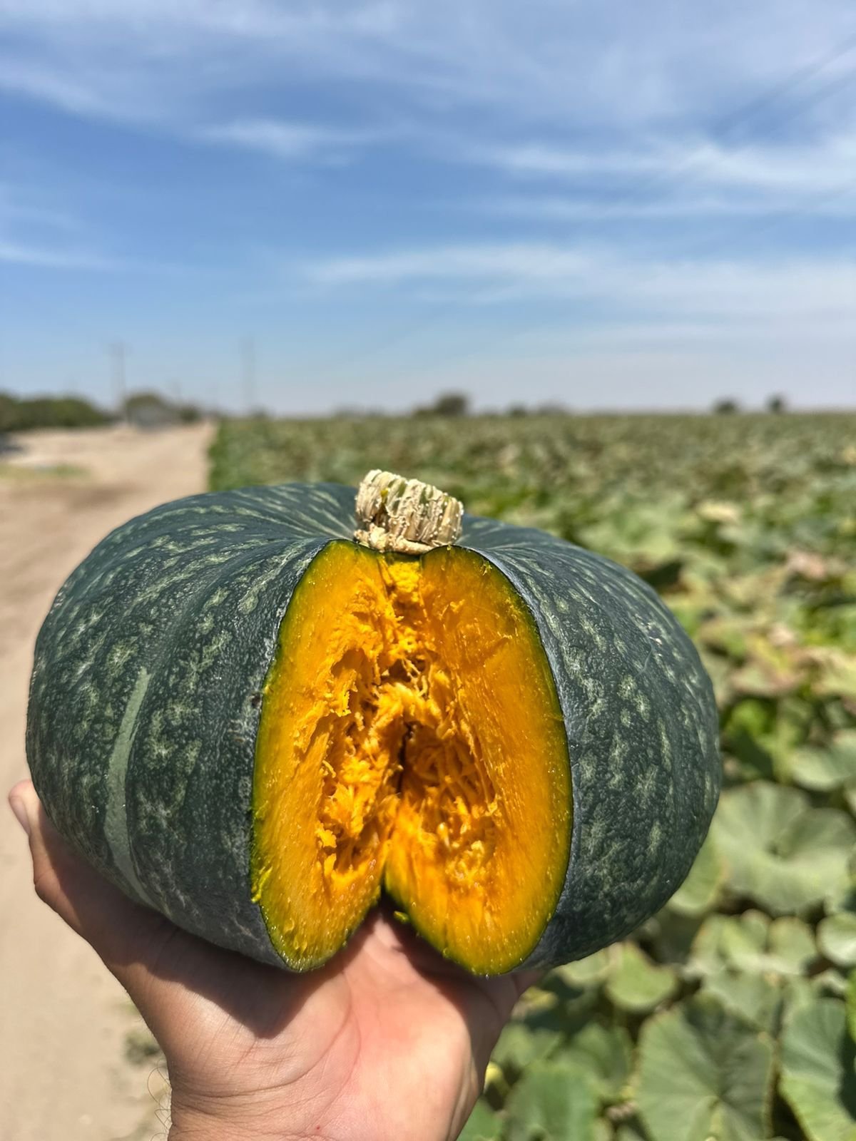 Zucca Delica